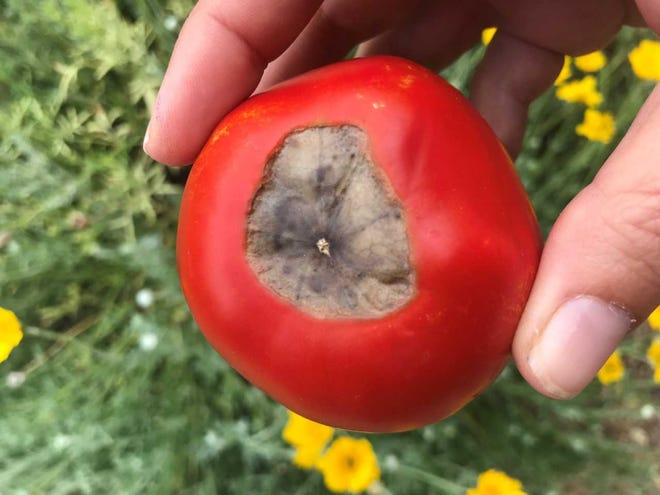 کمبود کلسیم در گیاه گوجه‌فرنگی